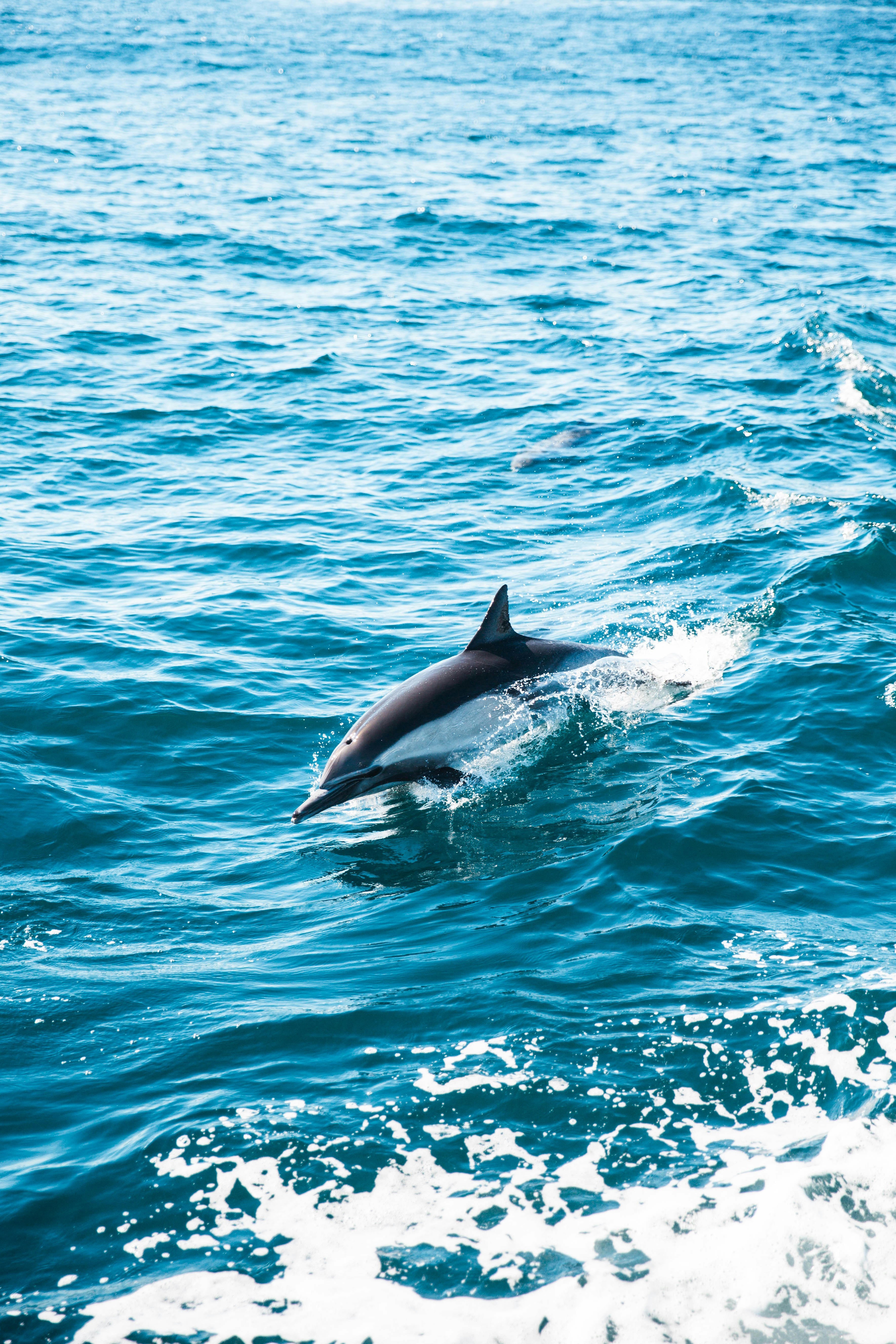 Spinner dolphin Lanai Hawaii