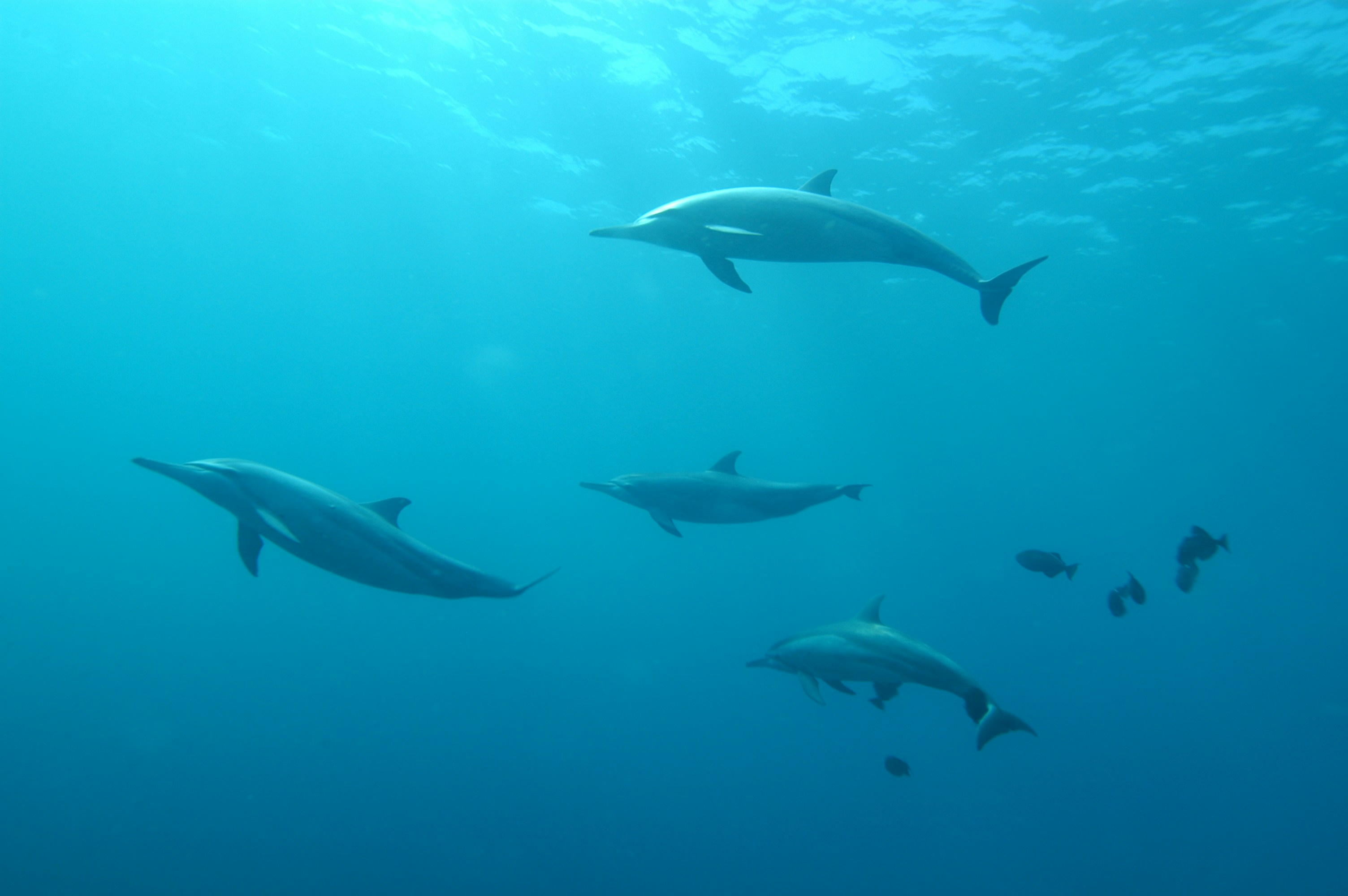 Dolphins underwater Lanai Hawaii