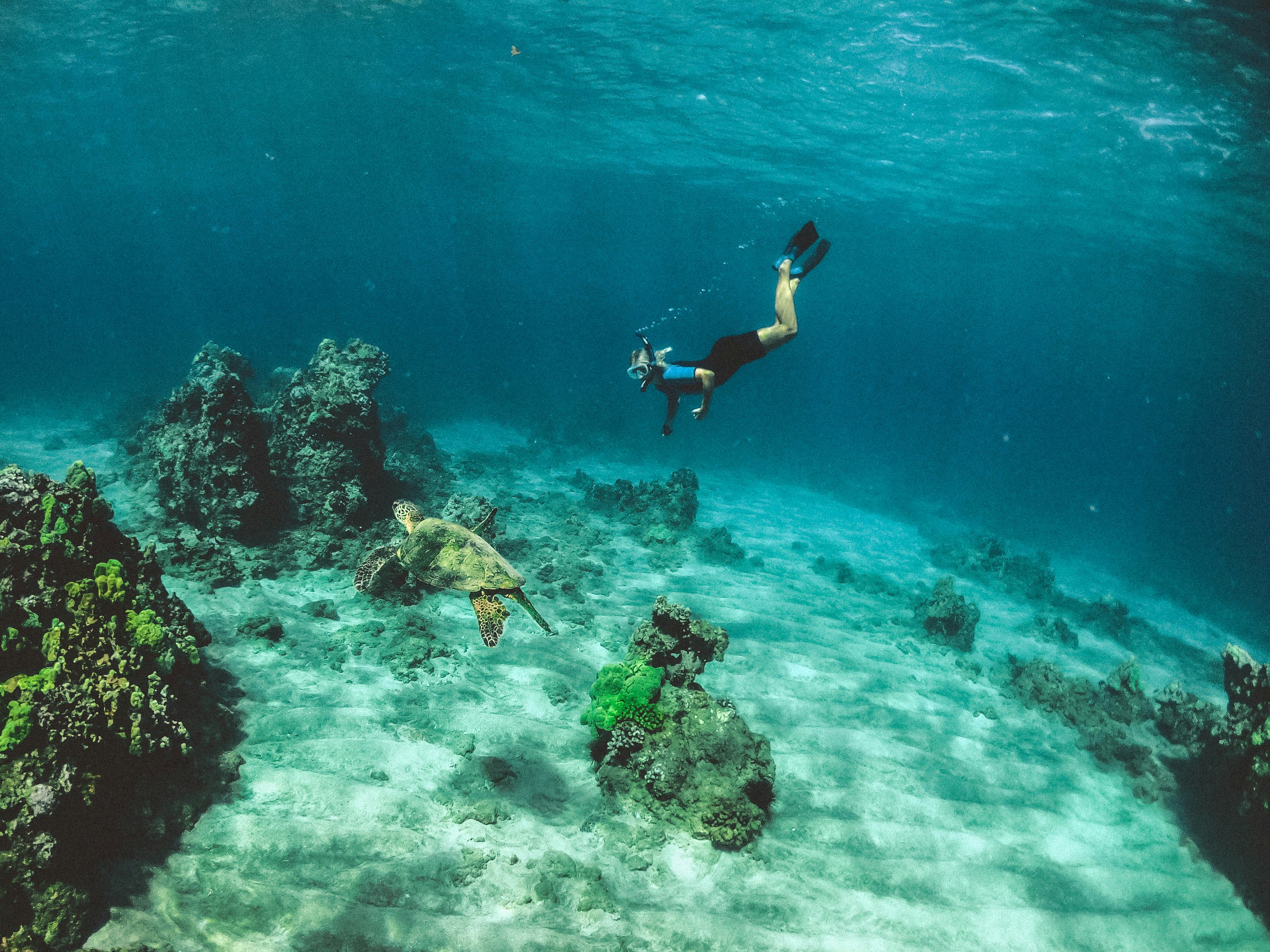 Snorkeler swimming with sea turtle Hawaii