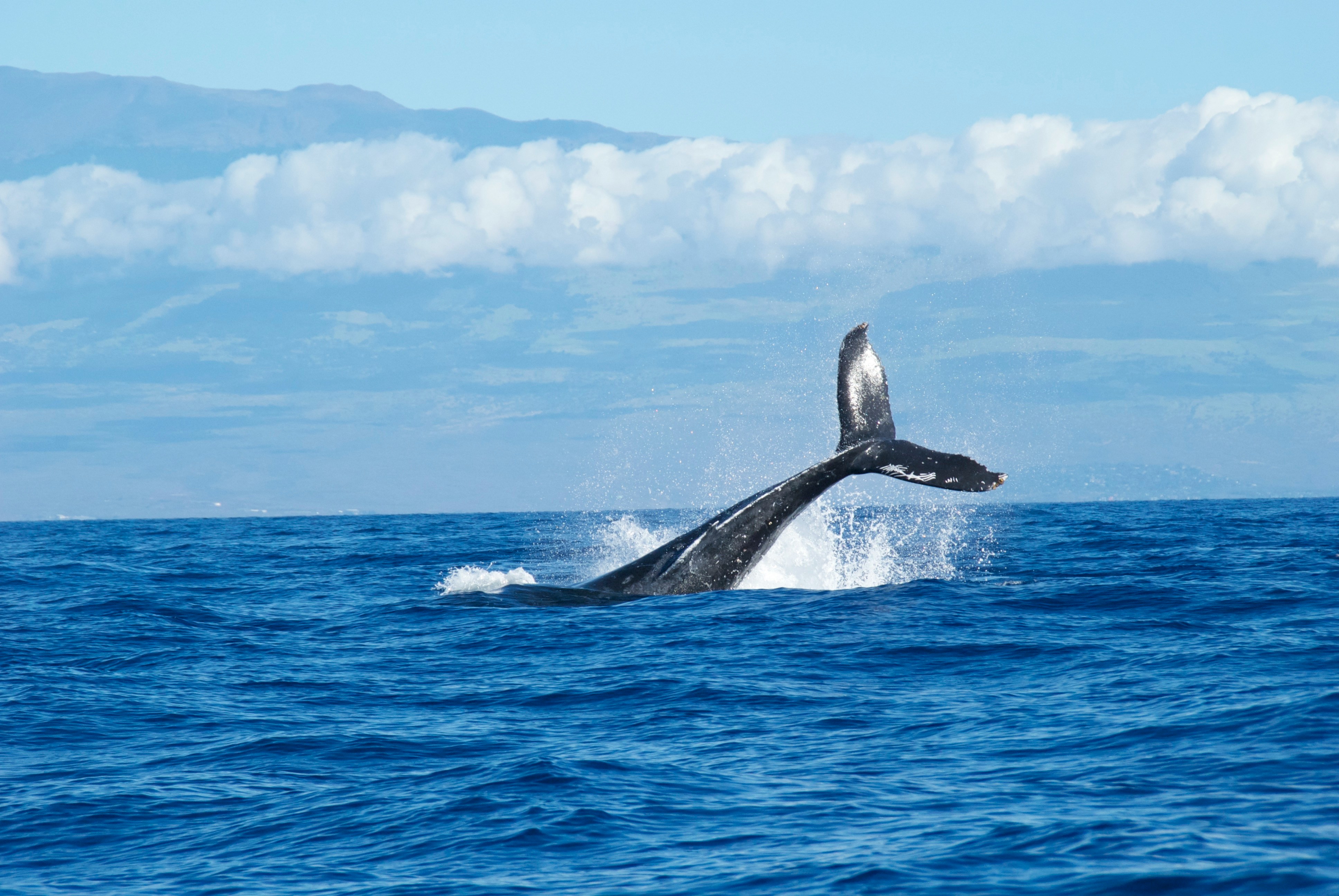 Humpback whale tail Maui